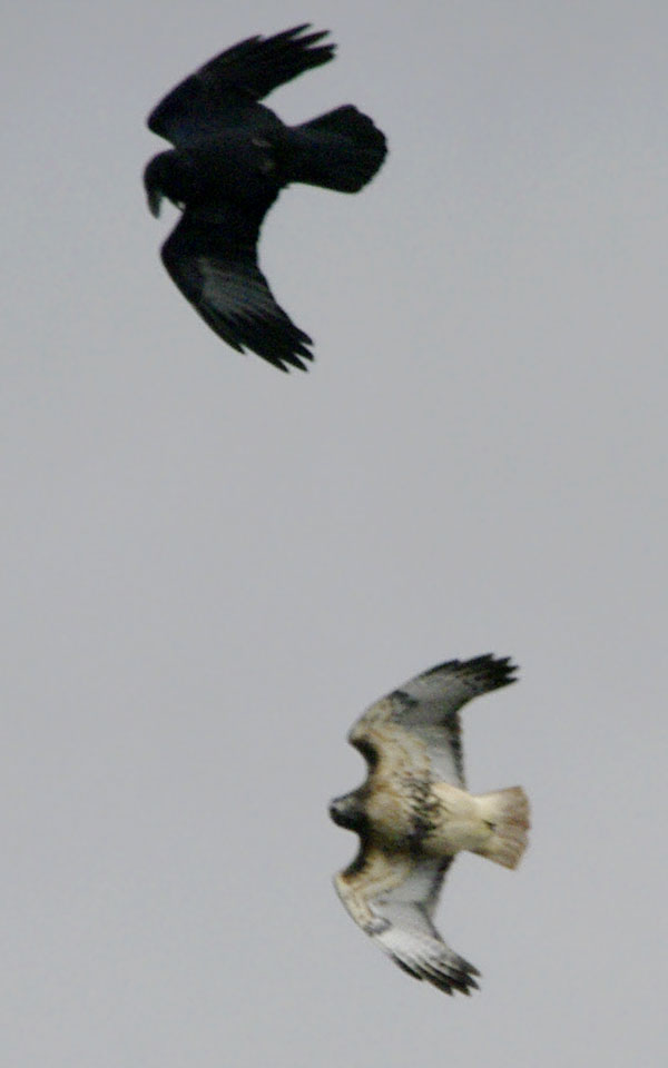 raven and red-tailed hawk