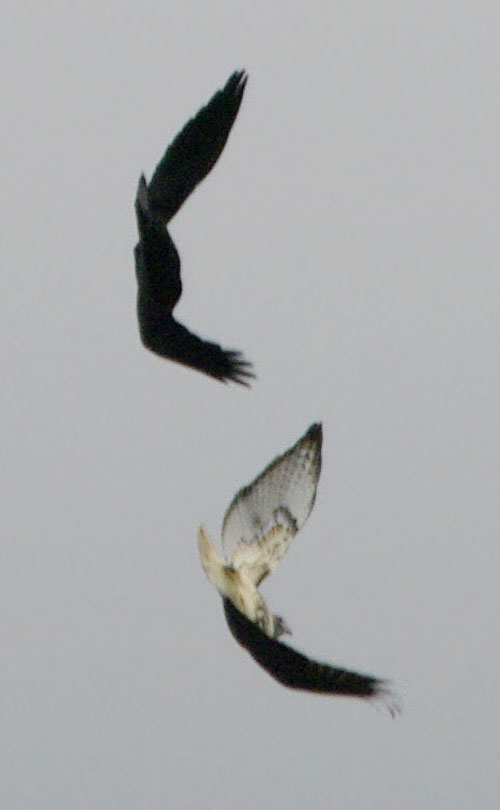 raven and red-tailed hawk