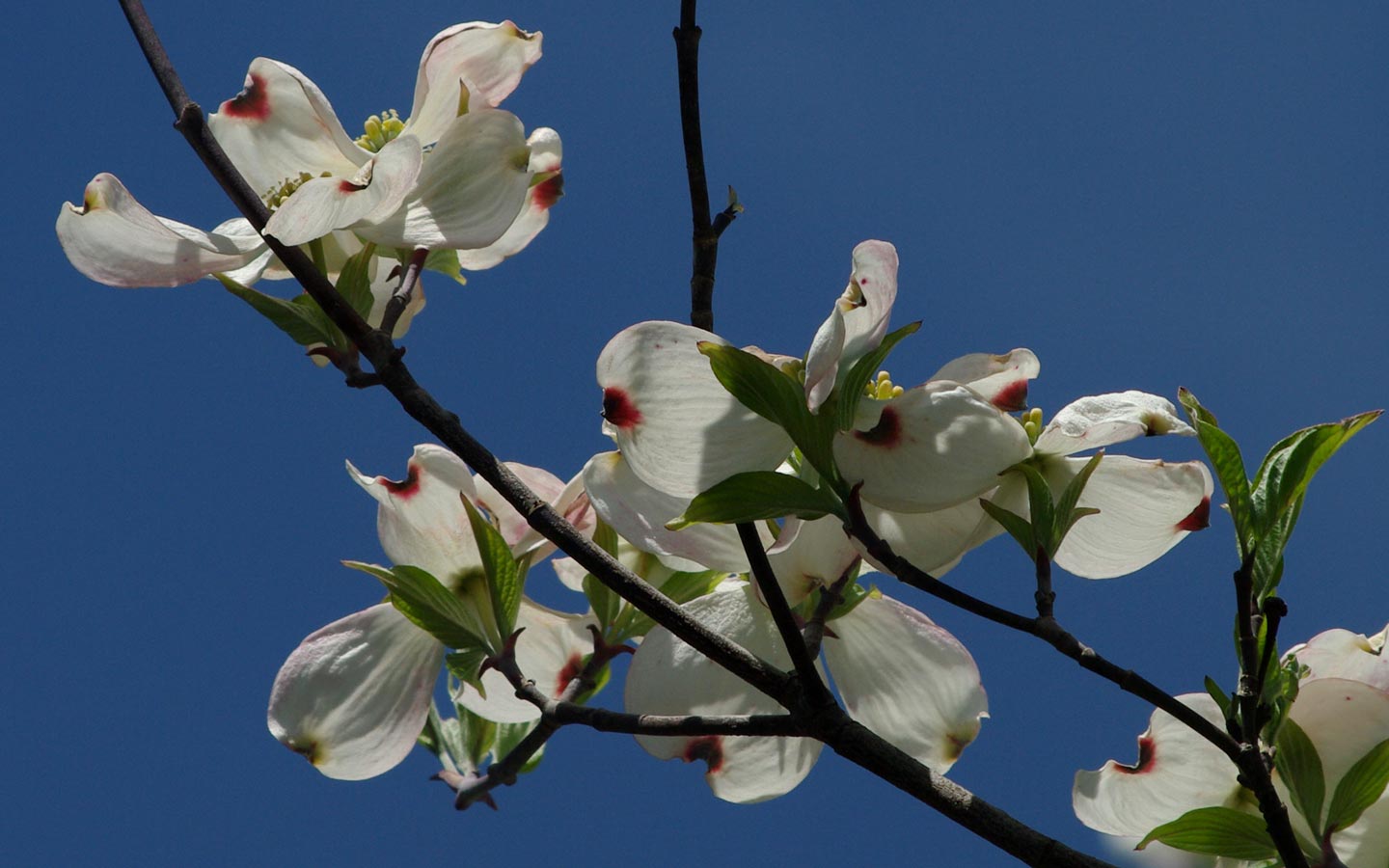 Riot of dogwood blossoms