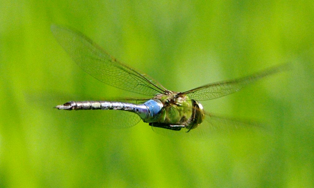 Common green darner hovering