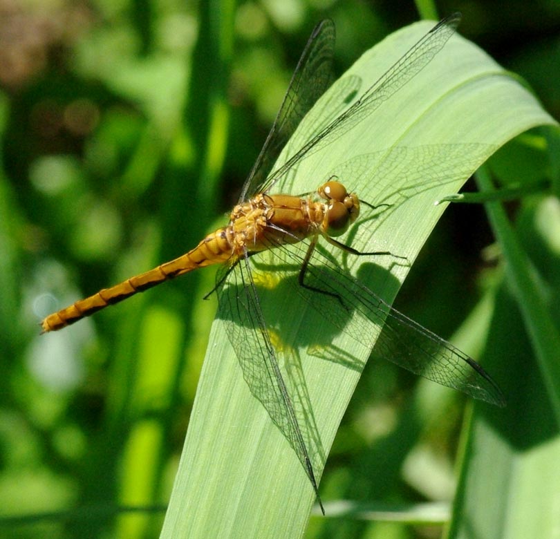 Immature meadowhawk, dragonfly