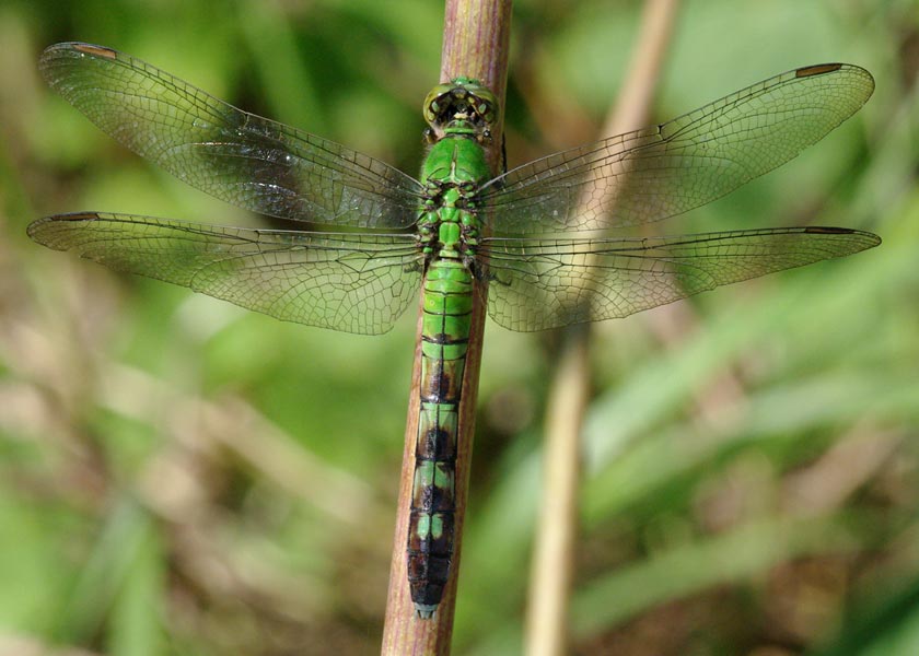 cherry-faced meadowhawk, dragonfly
