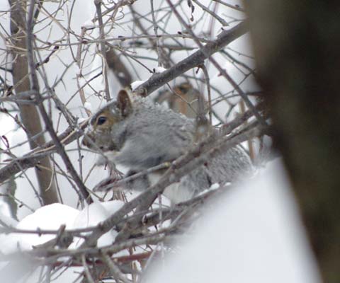Gray squirrel sighting his goal