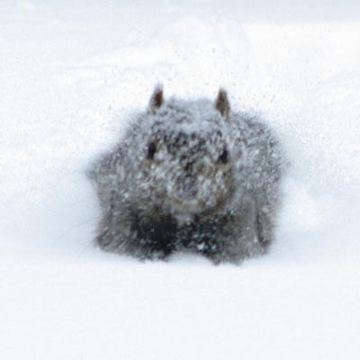 Gray squirrel dashing thru snow