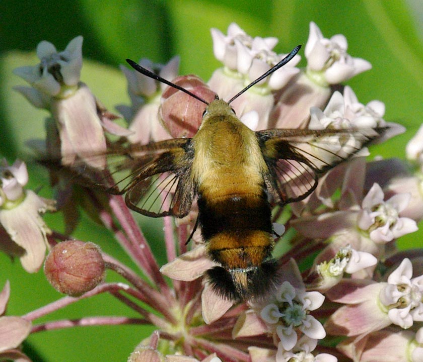 Hummingbird moth, a snowberry clearwing, from above