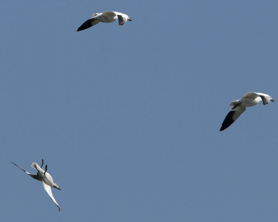 Snow geese, challenged flight