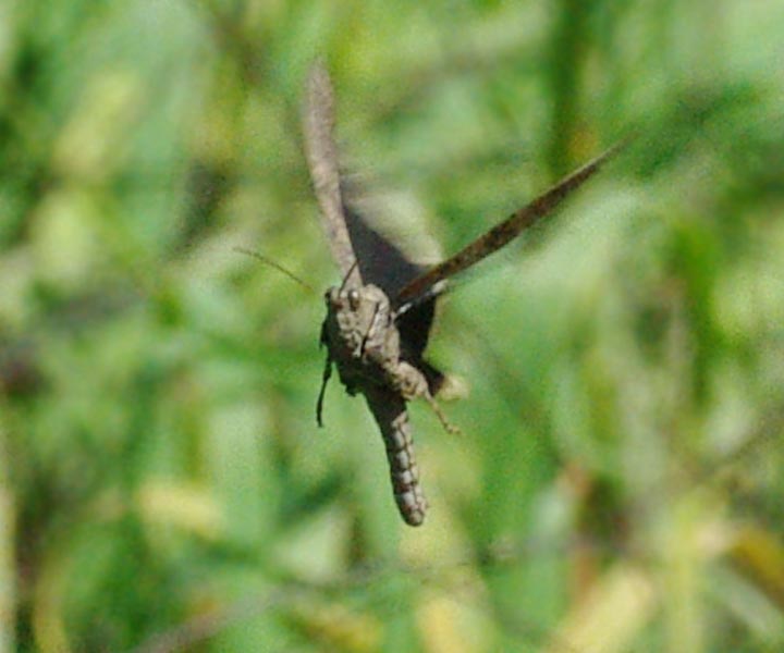 Hovering grasshopper