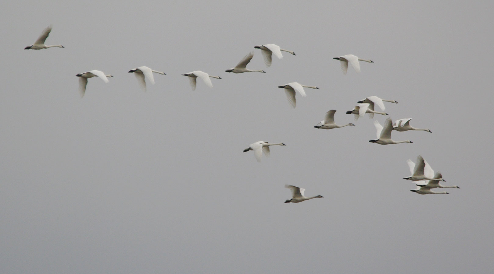 Bevy of tundra swans