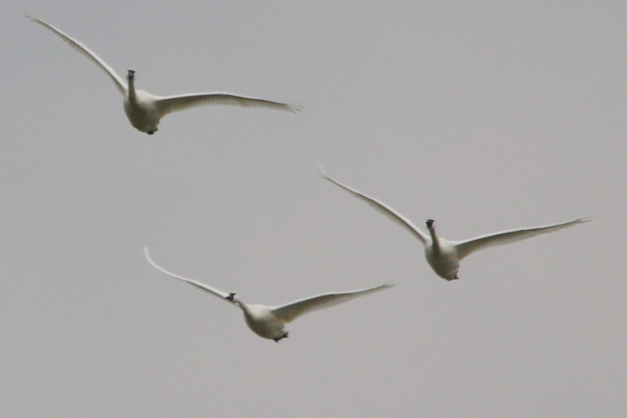 3 tundra swans, incoming