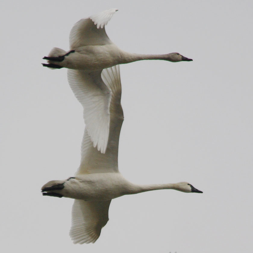 A tundra swan pair
