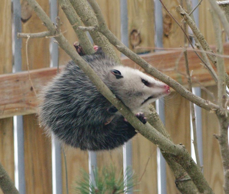 Opossum decision making