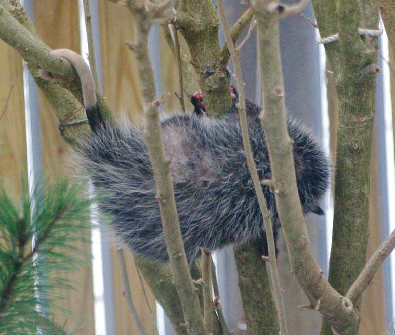 Opossum tail use