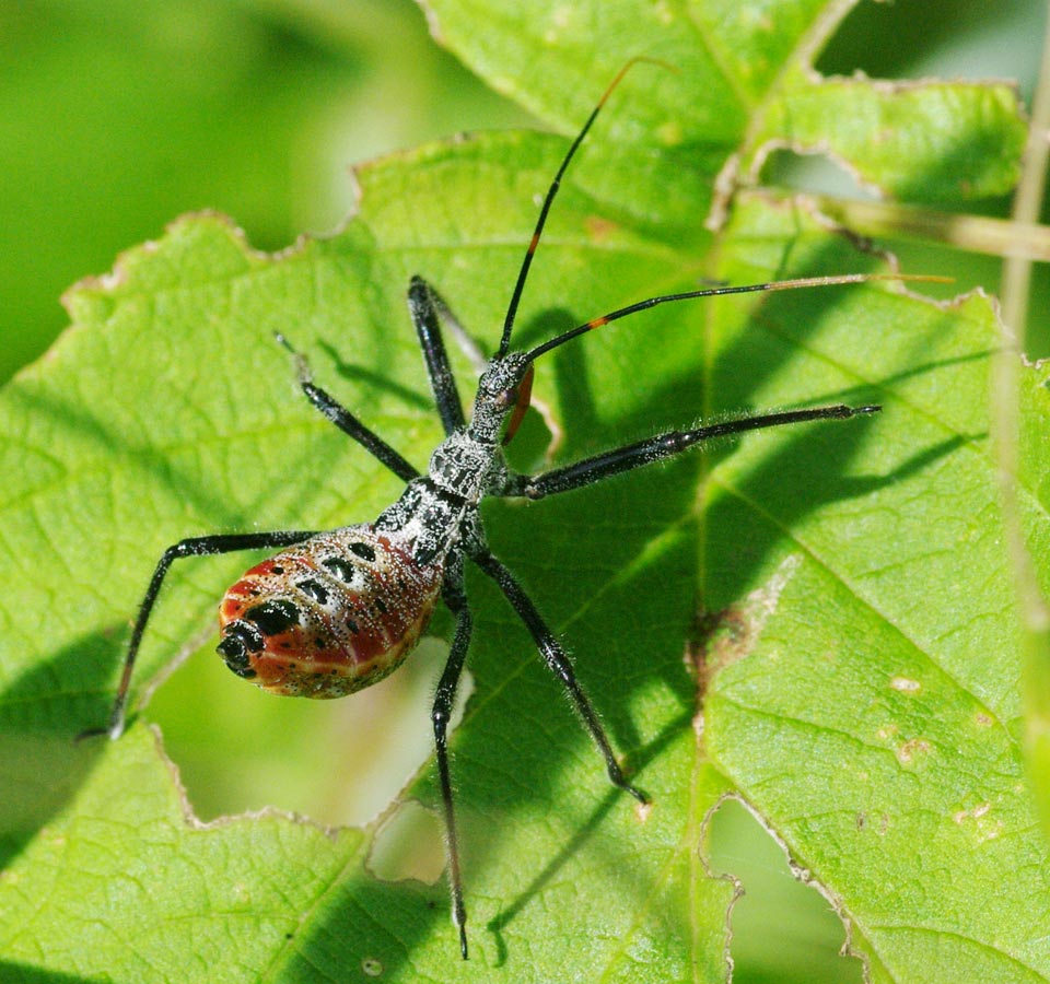 Assassin bug overview