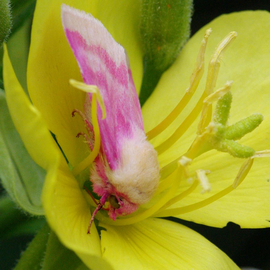 Primrose moth