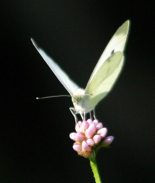 A dramatic cabbage white