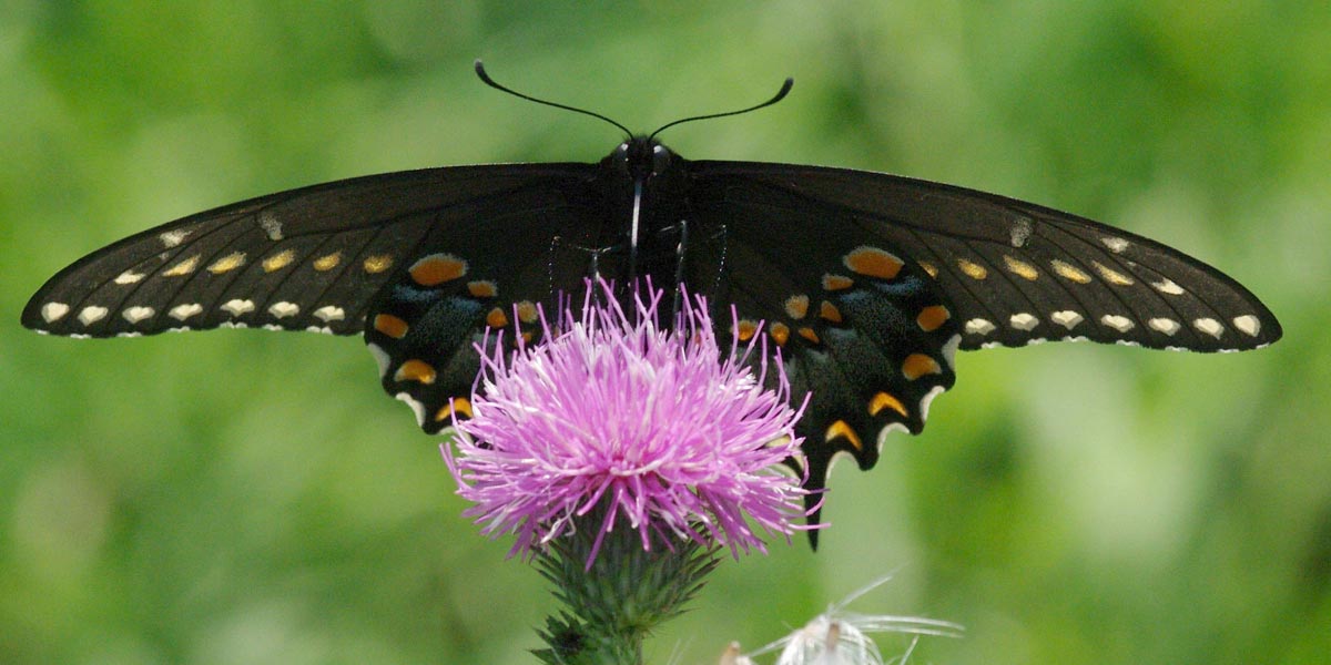 Female black swallowtail over thistle flower