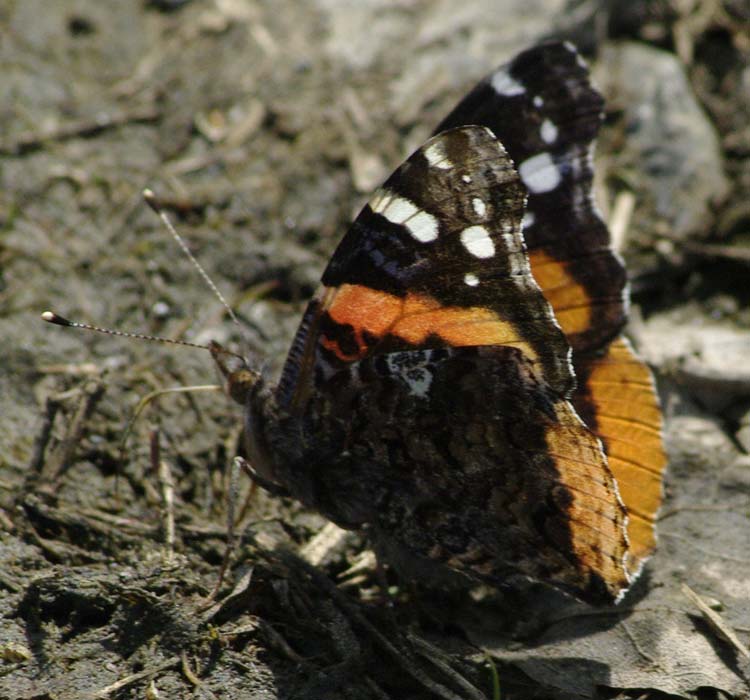 Red Admiral, wings closed