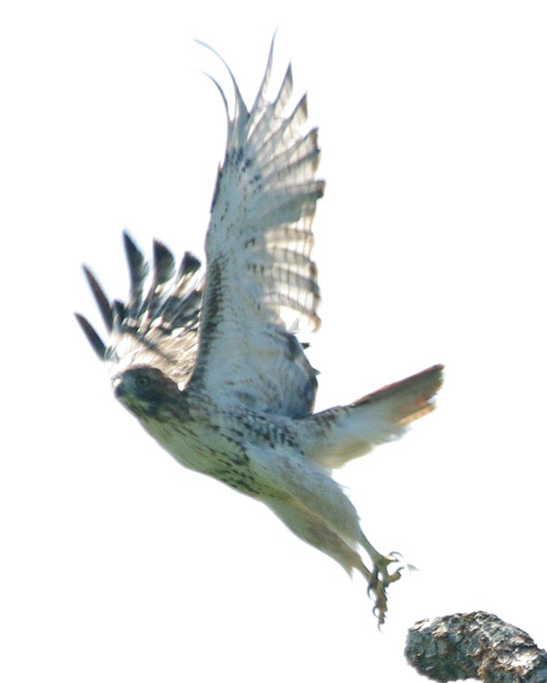 Red-tailed hawk taking off