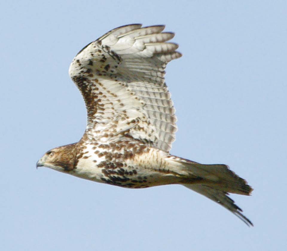 Red-tailed hawk zooming past