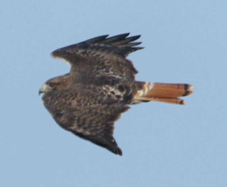 Red-tailed hawk with a very red tail