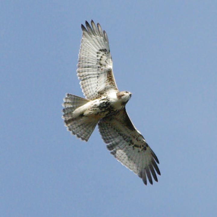 Immature red-tailed hawk directly overhead