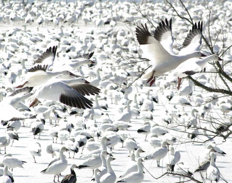 Snow geese in flight and on ice