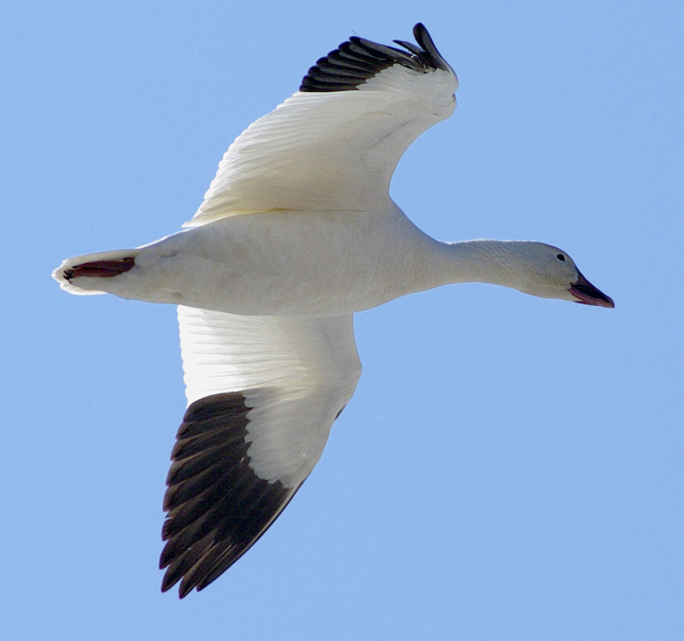 Snow goose flying