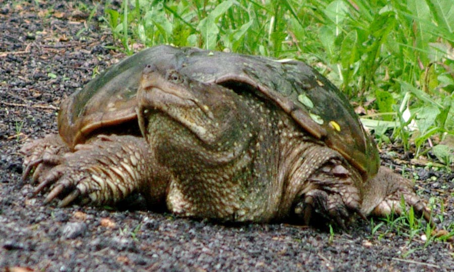 Mom snapping turtle
