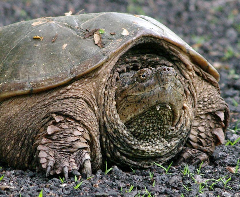 Mom snapping turtle portrait
