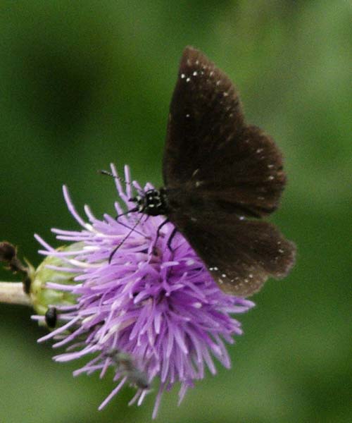 Common Sootywing