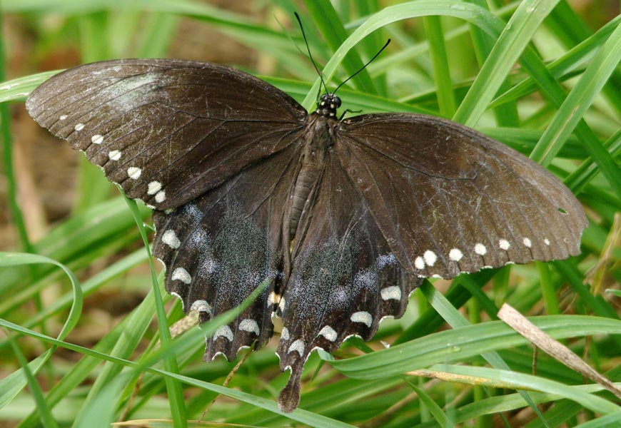 Female spicebush swallowtail