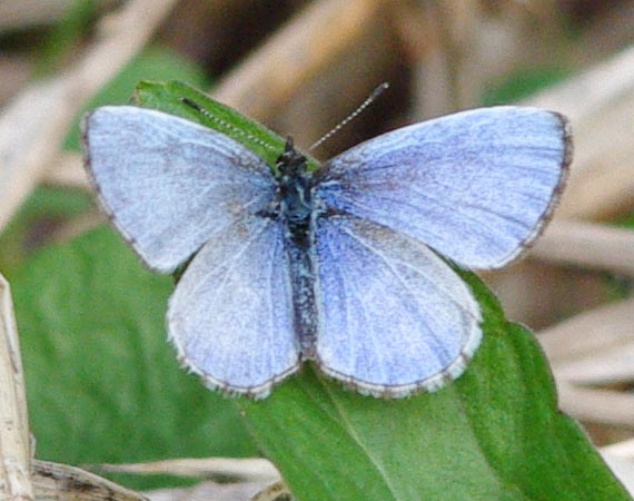 Male spring azure, upper wing view