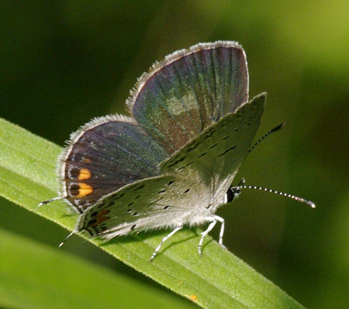 Female eastern tailed-blue, wings semiopen
