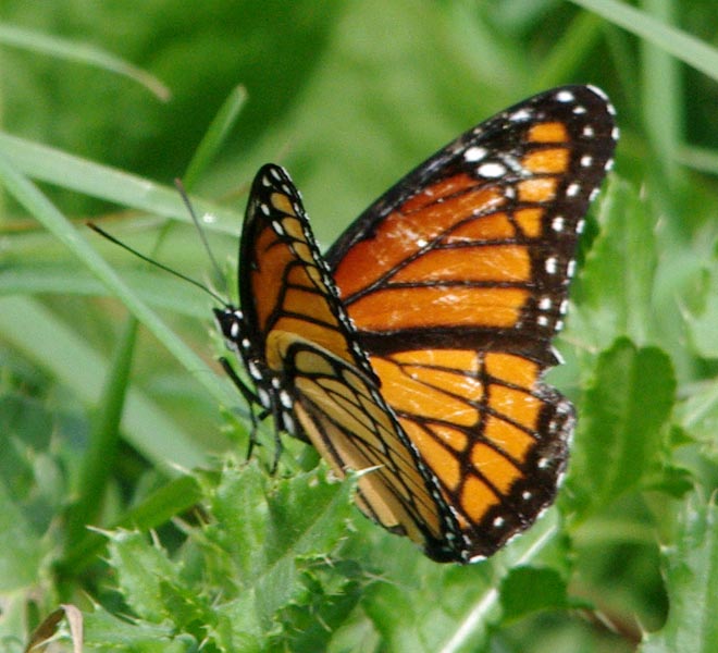 Viceroy, semiopen wings
