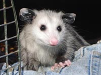 An opossum