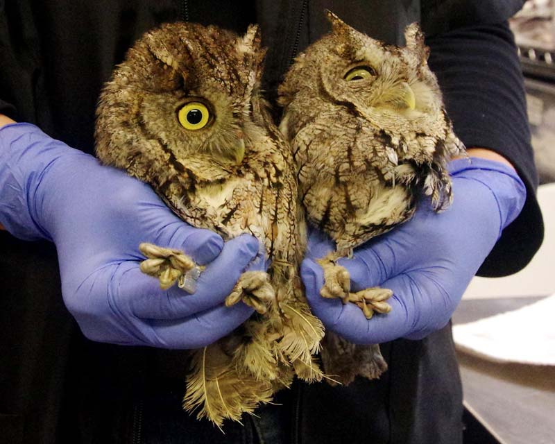Two screech owls