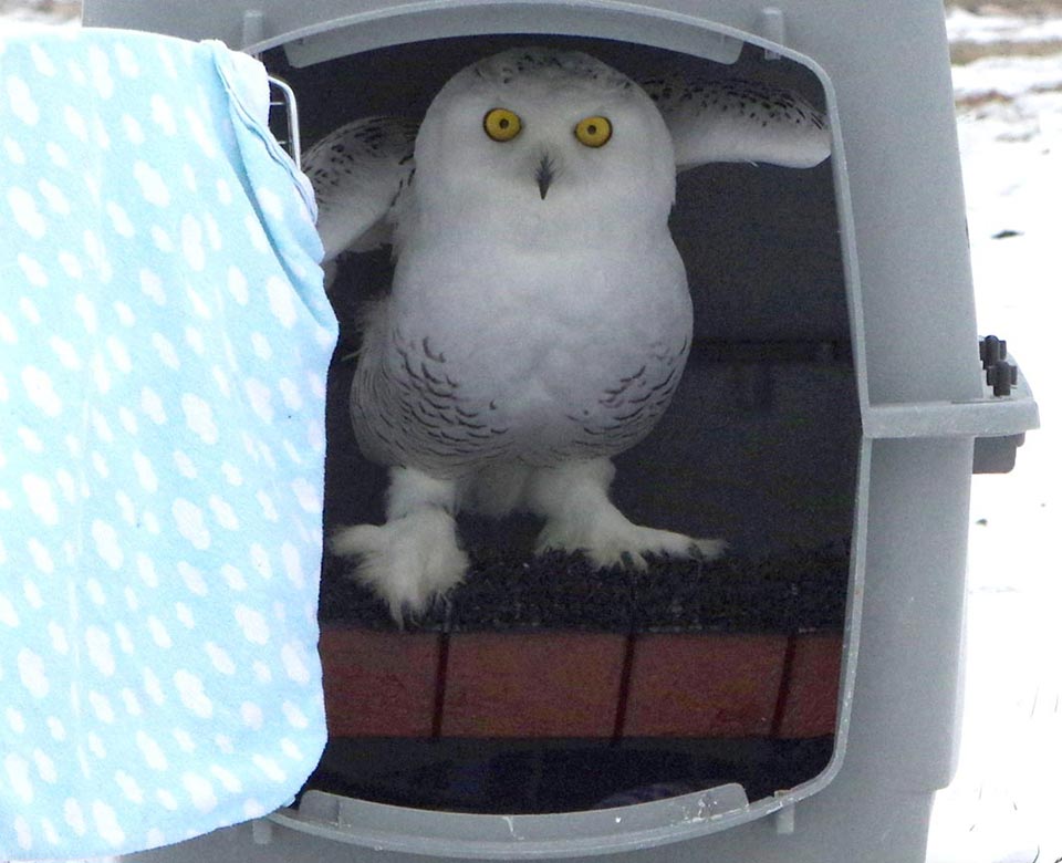 Snowy owl prepared