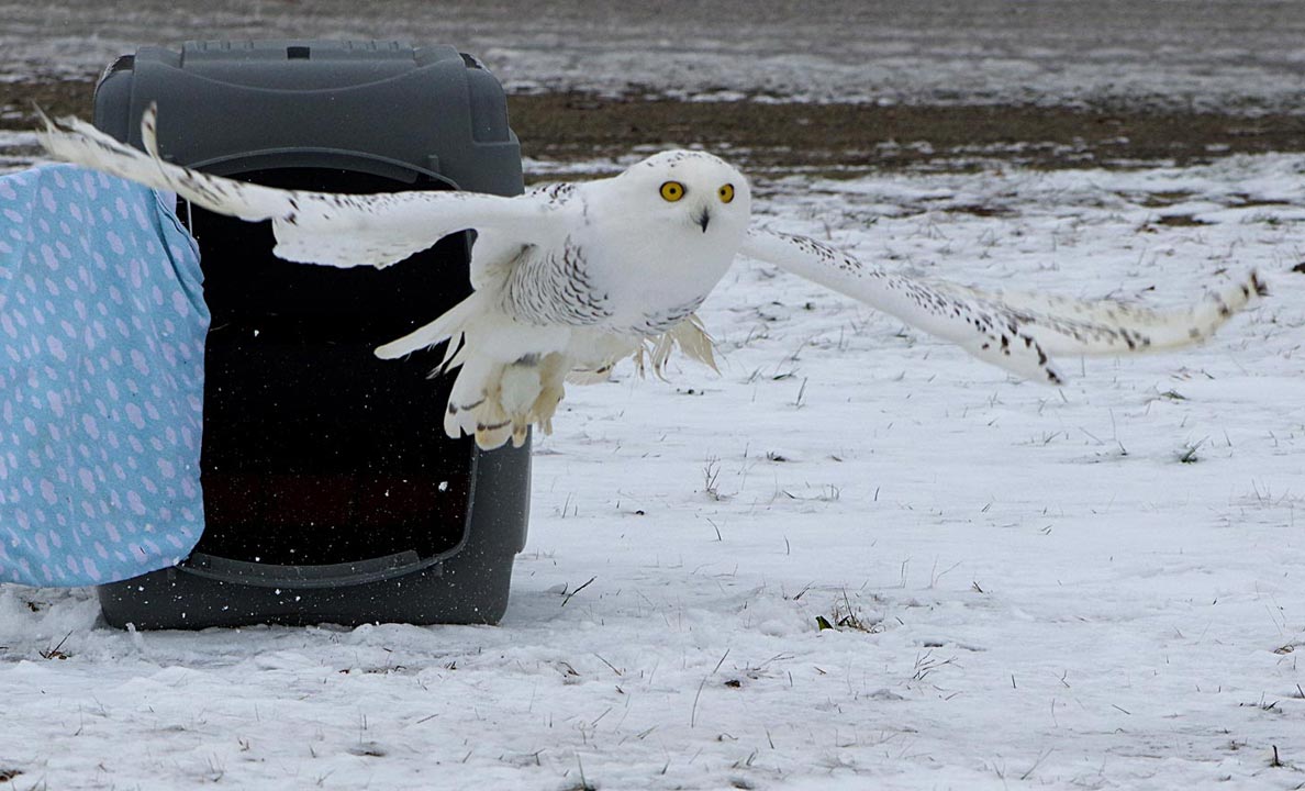 Snowy owl aloft