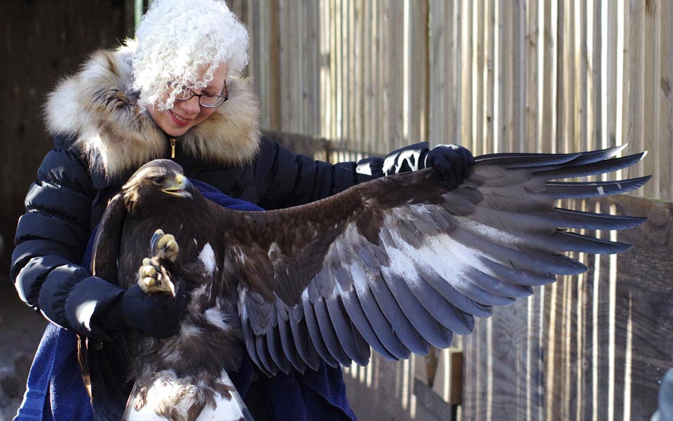 Robyn showing the golden eagle Mercury's wing length