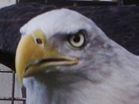 Manhattan, a bald eagle