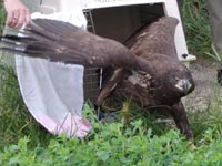 Eirik, juvenile bald eagle