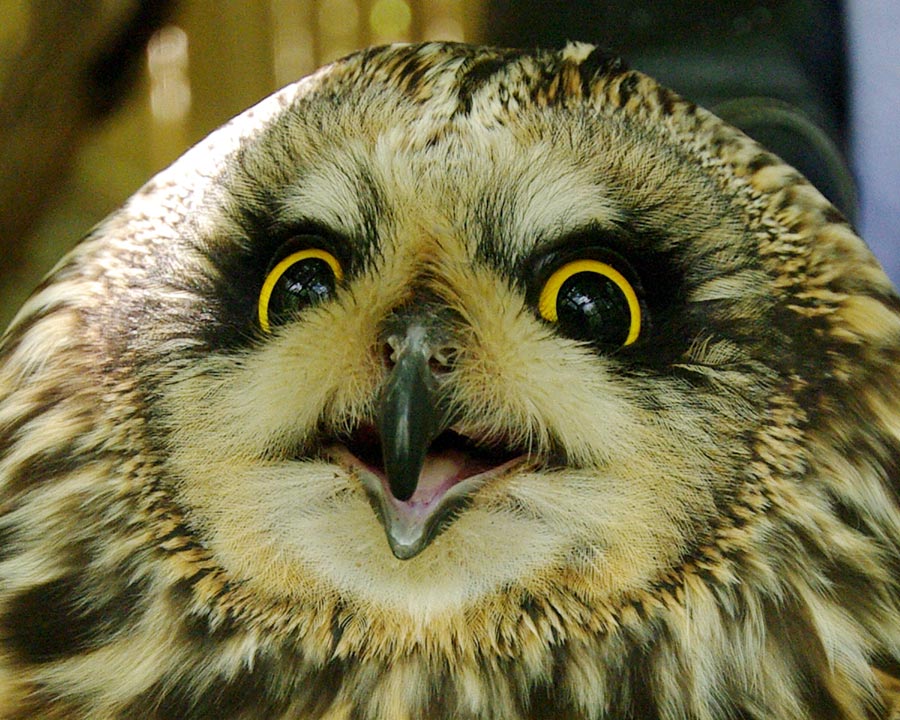 Short-eared owl portrait