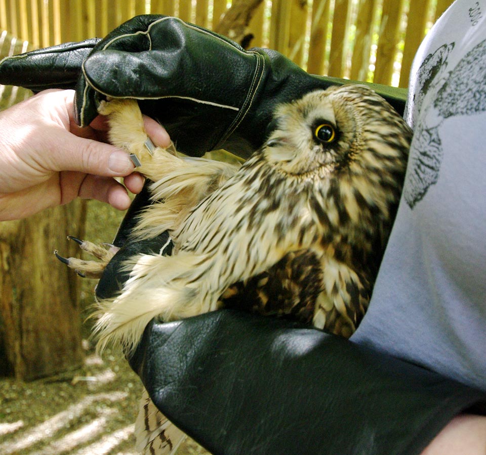 Short-eared owl being banded