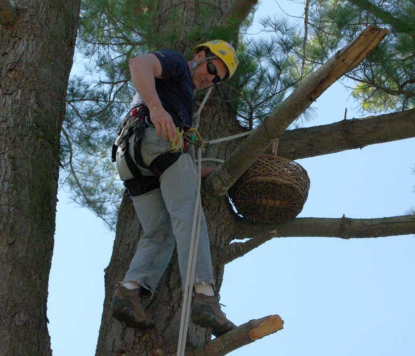 Tree climber and nest