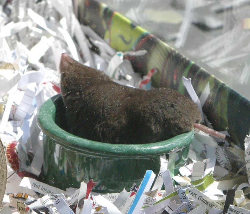 Short tail of the short-tailed shrew