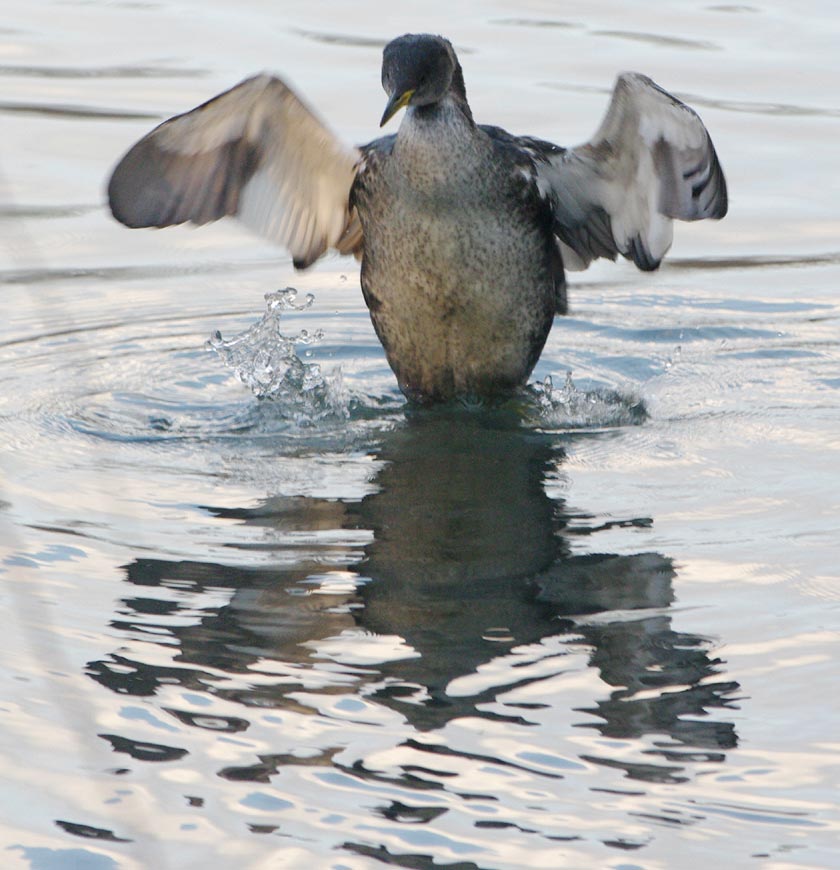 Red-necked grebe giving us a happy wingflap