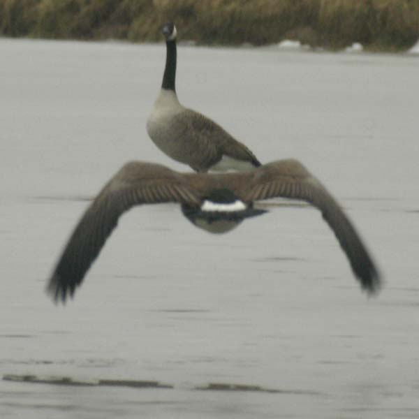 Canada geese - incoming!