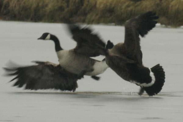 Canada geese - the tumble