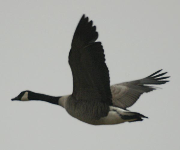 Canada geese - the return