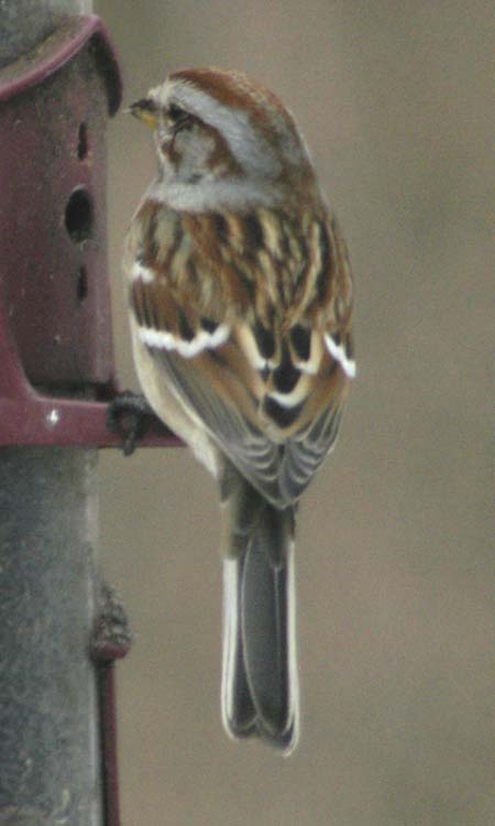 American tree sparrow at feeder